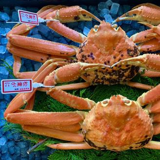 【配送日時指定可】【蒸し】タグ付き松葉ガニ　中　2枚(１枚500～640ｇ前後) [234-WK10]