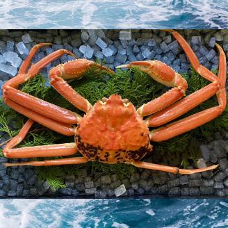 【配送日時指定可】【蒸し】ご自宅用松葉ガニ　大　１枚(800～940ｇ前後) [236-WK12]