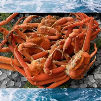 【配送日時指定可】【蒸し】訳あり足折れ松葉ガニ　1.5kg前後 [237-WK13]