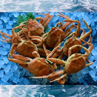 242-WK18．【先行予約】【配送日時指定可】【蒸し】訳あり足折れご自宅用　日本海産親ガニ（セコガ二）6枚