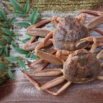 243-WK19．【先行予約】【配送日時指定可】【活き】訳あり足折れご自宅用　日本海産親ガニ（セコガ二）　3枚