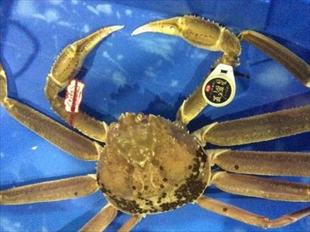 172-2．【魚倉】五輝星生松葉ガニ（特々大1.2kg）数量限定品