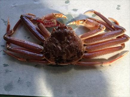 174-2．【魚倉】タグ付き生松葉ガニ（中６５０ｇ）