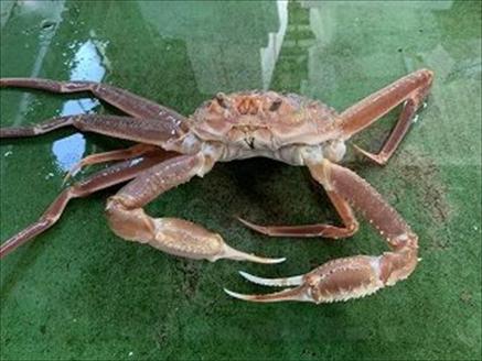 193-2．【魚倉】松葉ガニ　生　おまかせセット　3kg訳あり
