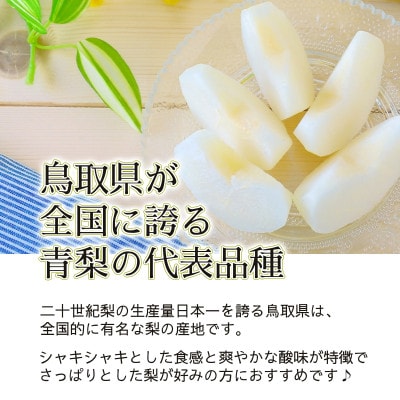 2025年8月下旬から発送予定/二十世紀梨【青梨】5kgセット　ふるさと鳥取の自慢の梨です!