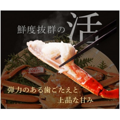 【蟹セレブ】タグ付き活〆ボイル・松葉がに(中・700g前後)【配送不可地域：離島・北海道・沖縄県・東北・関東・信越、北陸・東海・九州】