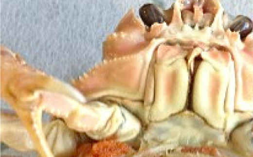 鳥取県産　ボイルセコガニ大　5～7枚(1枚:180～200g)【配送不可地域：離島・北海道・沖縄県】