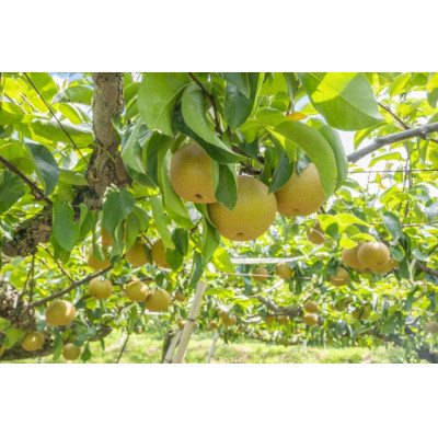 秋栄梨【配送不可地域：離島・北海道・沖縄県】