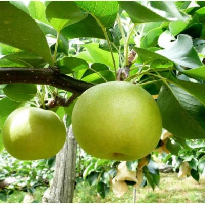 【先行予約】二十世紀梨　秀 約4kg【配送不可地域：離島・北海道・沖縄県】