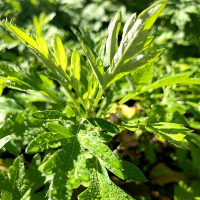 【みたき園】よもぎ餅(5個入り×3パック)【配送不可地域：離島】