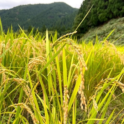 【みたき園】玄米餅(5個入り×3パック)【配送不可地域：離島】