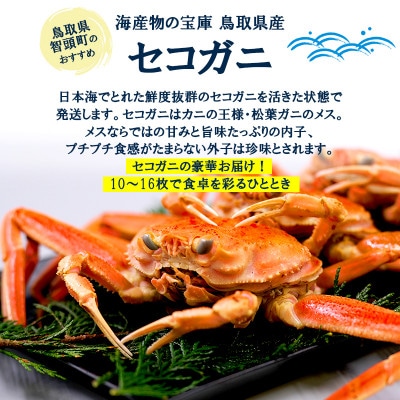 【新物とれたて】せこがに セイコガニ 活生 姿 約2kg 10～16枚 松葉ガニのメス 鳥取県【配送不可地域：離島・北海道・沖縄県・東北・信越、北陸】