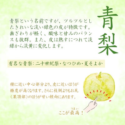 2026年8月下旬から9月上旬発送予定/二十世紀梨【青梨】5kgセット　ふるさと鳥取の自慢の梨です!