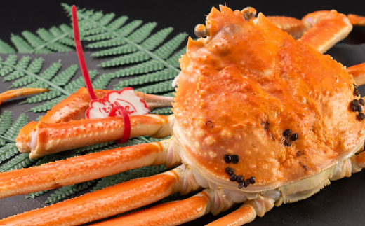 鳥取県産　タグ付きボイル松葉ガニ中1枚(600g～700g)【配送不可地域：離島・北海道・沖縄県】