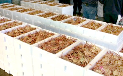 鳥取県産　ボイルセコガニ大　5～7枚(1枚:180～200g)【配送不可地域：離島・北海道・沖縄県】