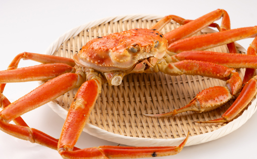 鳥取県産　厳選!ボイル足折松葉ガニ大1枚(700～800gサイズ)【配送不可地域：離島・北海道・沖縄県】