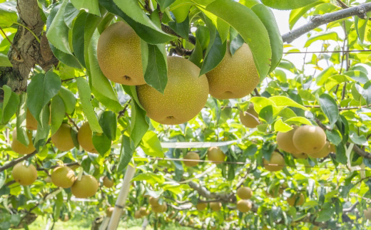 新甘泉【配送不可地域：離島・北海道・沖縄県】