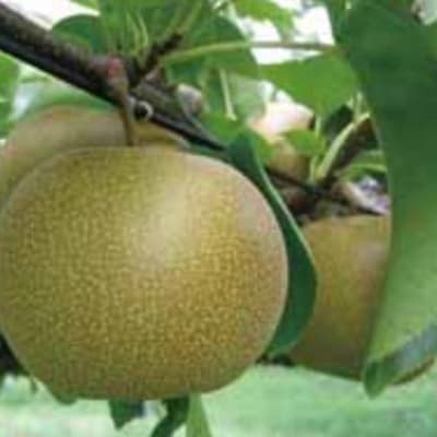 【先行予約】【品種はおまかせ】旬の梨ミックスセット 約3kg【配送不可地域：離島・北海道・沖縄県】