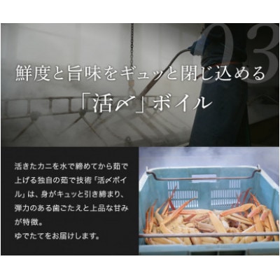 【蟹セレブ】タグ付き活〆ボイル・松葉がに(中・700g前後)【配送不可地域：離島・北海道・沖縄県・東北・関東・信越、北陸・東海・九州】