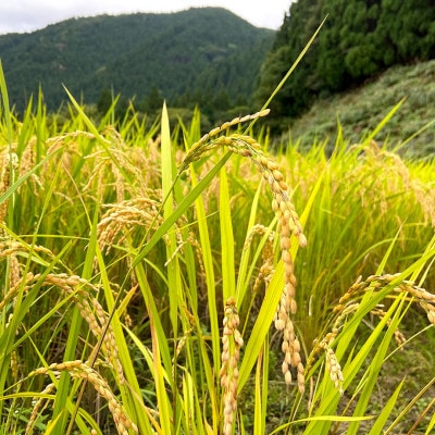 【みたき園】よもぎ餅(5個入り×3パック)【配送不可地域：離島】