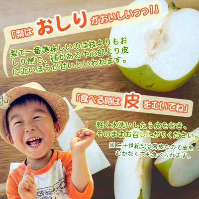 2026年8月下旬から9月上旬発送予定/二十世紀梨【青梨】5kgセット　ふるさと鳥取の自慢の梨です!