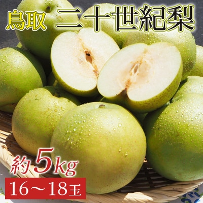 2025年8月下旬から発送予定/二十世紀梨【青梨】5kgセット　ふるさと鳥取の自慢の梨です!