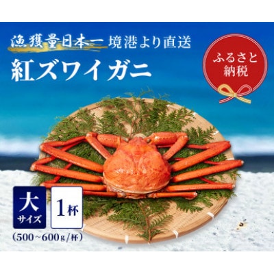 【蟹セレブ】ズワイガニ(紅ズワイガニ)大1杯(500～600g×1)【配送不可地域：離島・北海道・沖縄県・東北・関東・信越、北陸・東海・九州】