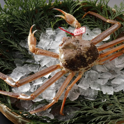 【先行予約】鳥取県産 タグ付き 活松葉がに 1kg以上×1杯(中村商店)25年12月・26年1月発送【配送不可地域：離島・北海道・沖縄県・東北・信越、北陸】