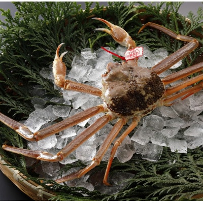 【先行予約】鳥取県産 タグ付き 活松葉がに 1kg以上×3杯(中村商店)25年12月・26年1月発送【配送不可地域：離島・北海道・沖縄県・東北・信越、北陸】