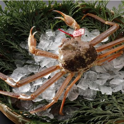 【先行予約】鳥取県産 タグ付き 活 松葉がに 700g×2杯(中村商店)25年12月・26年1月発送【配送不可地域：離島・北海道・沖縄県・東北・信越、北陸】