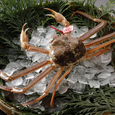 【先行予約】鳥取県産 タグ付き 活 松葉がに 500g×2杯(中村商店)25年12月・26年1月発送【配送不可地域：離島・北海道・沖縄県・東北・信越、北陸】