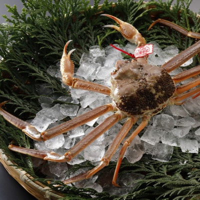 【先行予約】鳥取県産 タグ付き 活 松葉がに 500g×3杯(中村商店)25年12月・26年1月発送【配送不可地域：離島・北海道・沖縄県・東北・信越、北陸】