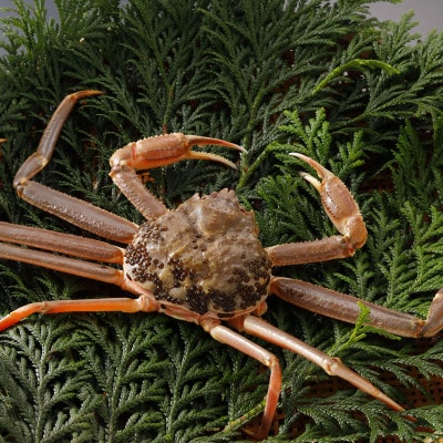 【先行予約】鳥取県産 訳あり 活 松葉がに 700g×2杯(中村商店)25年12月・26年1月発送【配送不可地域：離島・北海道・沖縄県・東北・信越、北陸】