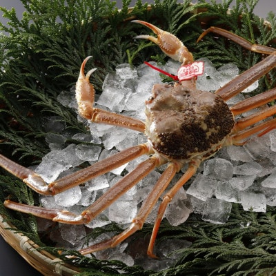 【先行予約】鳥取県産 タグ付き 活松葉がに 1kg以上×1杯(中村商店)2026年1月末より順次発送【配送不可地域：離島・北海道・沖縄県・東北・信越、北陸】