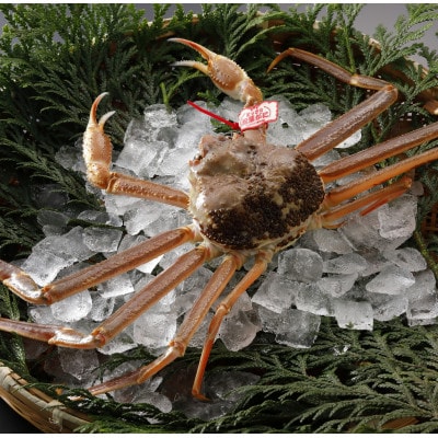 【先行予約】鳥取県産 タグ付き 活 松葉がに 700g×1杯(中村商店)2026年1月末より順次発送【配送不可地域：離島・北海道・沖縄県・東北・信越、北陸】