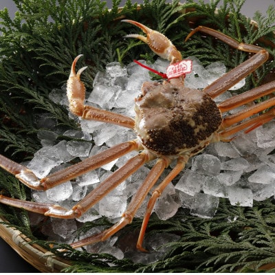 【先行予約】鳥取県産 タグ付き 活 松葉がに 500g×1杯(中村商店)2026年1月末より順次発送【配送不可地域：離島・北海道・沖縄県・東北・信越、北陸】