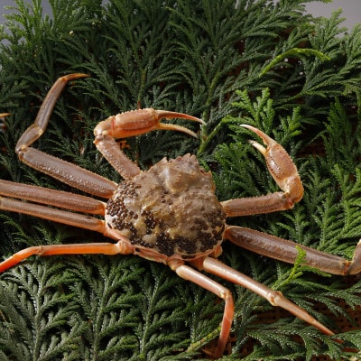 【先行予約】鳥取県産 訳あり 活 松葉がに 900g×1杯(中村商店)2026年1月末より順次発送【配送不可地域：離島・北海道・沖縄県・東北・信越、北陸】