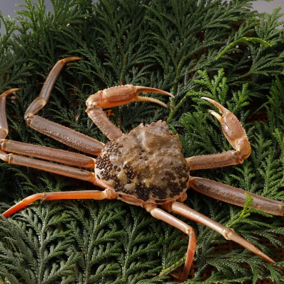 【先行予約】鳥取県産 訳あり 活 松葉がに 900g×2杯(中村商店)2026年1月末より順次発送【配送不可地域：離島・北海道・沖縄県・東北・信越、北陸】