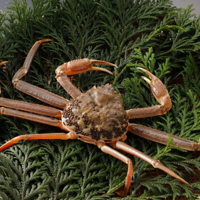 【先行予約】鳥取県産 訳あり 活 松葉がに 900g×3杯(中村商店)2026年1月末より順次発送【配送不可地域：離島・北海道・沖縄県・東北・信越、北陸】