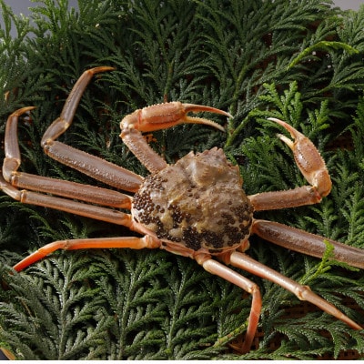 【先行予約】鳥取県産 訳あり 活 松葉がに 700g×1杯(中村商店)2026年1月末より順次発送【配送不可地域：離島・北海道・沖縄県・東北・信越、北陸】