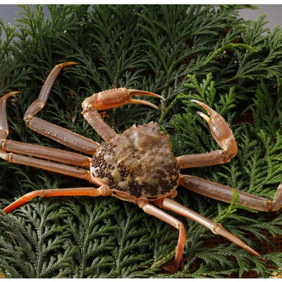 【先行予約】鳥取県産 訳あり 活 松葉がに 700g×3杯(中村商店)2026年1月末より順次発送【配送不可地域：離島・北海道・沖縄県・東北・信越、北陸】