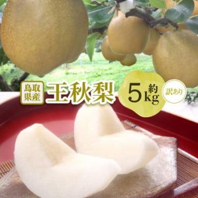 2026年発送【訳あり】王秋梨 5kg(5～16玉前後)【配送不可地域：離島・北海道・沖縄県】