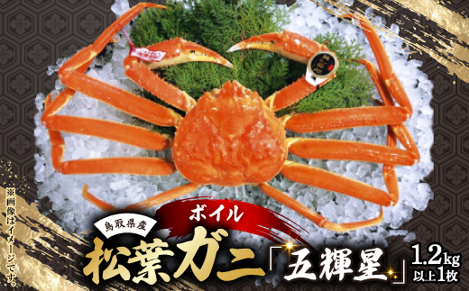とっとりブランド　松葉ガニ　五輝星(ボイル)　1.2kg以上×1枚【配送不可地域：離島・北海道・沖縄県】