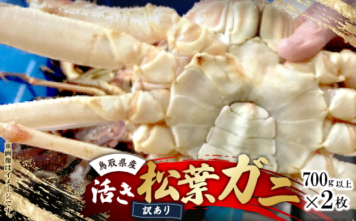 鳥取県産　活　松葉ガニ訳あり!　700g以上×2枚セット【配送不可地域：離島・北海道・沖縄県・東北・関東・信越、北陸・東海・九州】