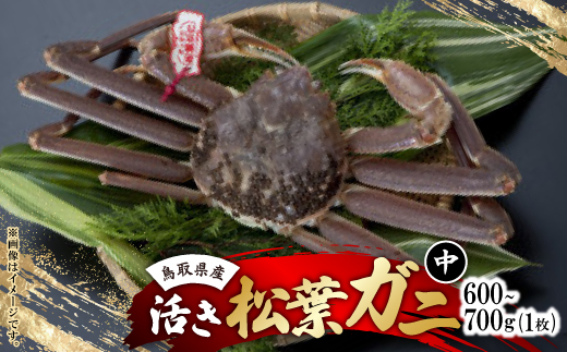 活　鳥取県産タグ付き松葉ガニ中1枚(600g～700g)【配送不可地域：離島・北海道・沖縄県・東北・関東・信越、北陸・東海・九州】