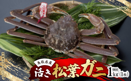 活　鳥取県産タグ付き松葉ガニ LL 1枚(900g～1kg)【配送不可地域：離島・北海道・沖縄県・東北・関東・信越、北陸・東海・九州】