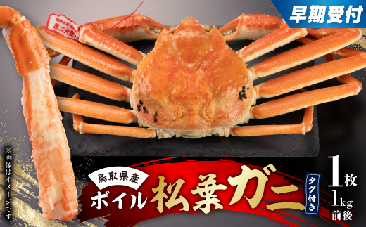 早期受付　鳥取県産タグ付きボイル松葉ガニLL　1枚【2025/10/31までのお申し込み分】【配送不可地域：離島・北海道・沖縄県】