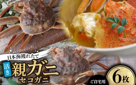 【先行予約】【活き】日本海獲れたて親ガニ(セコガニ)6枚【配送不可地域：離島・北海道・沖縄県】