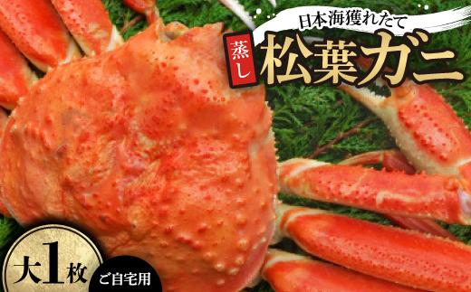【先行予約】【蒸し】ご自宅用日本海獲れたて松葉ガニ　大　1枚【配送不可地域：離島・北海道・沖縄県】