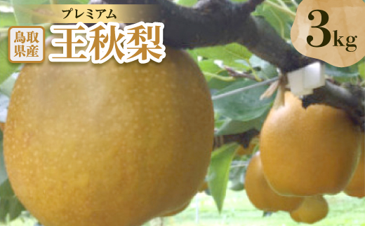 プレミアム王秋梨　3kg【配送不可地域：離島・北海道・沖縄県】